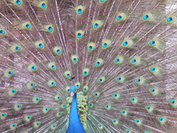 peacock peacock