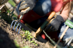 Weeding in the Veg Garden